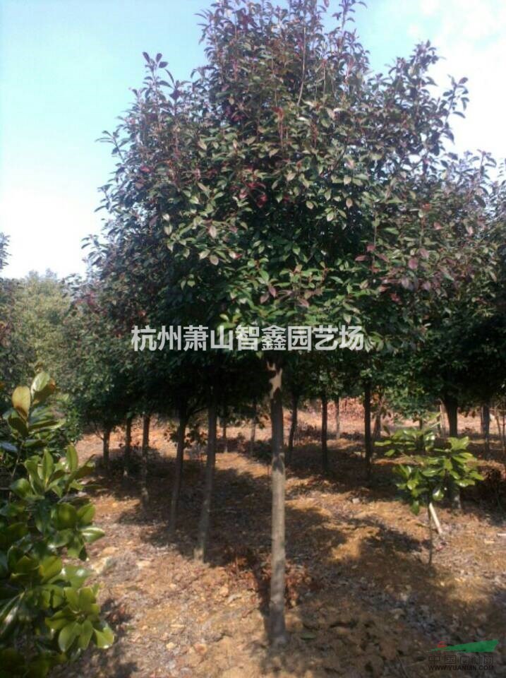紅葉石楠樹