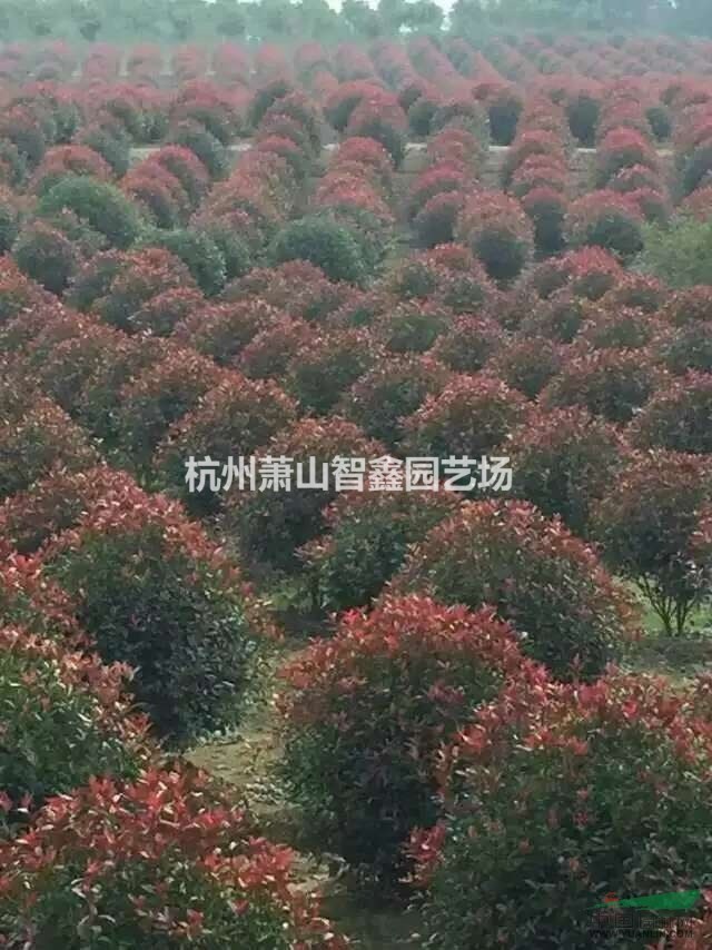 紅葉石楠球