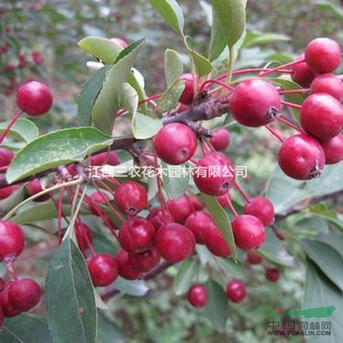 速生海棠栽培技術(shù)管理 海棠小苗價格 速生海棠（大葉北美）