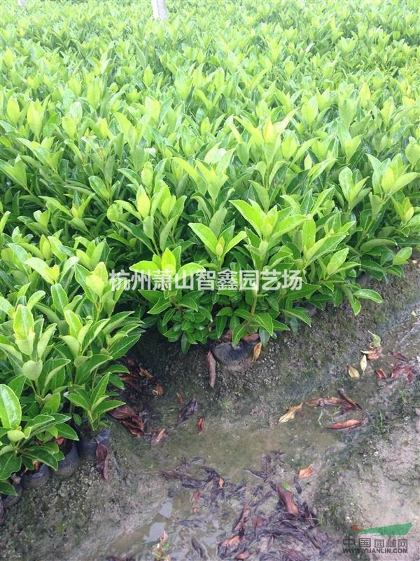 蕭山法國冬青盆栽、法國冬青苗供應(yīng)