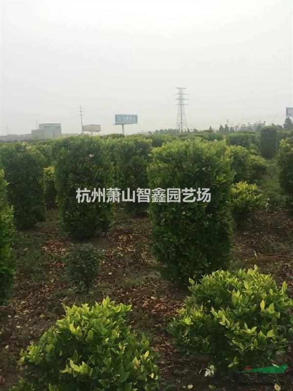 金森女貞1米實(shí)球    金森女貞球    金森女貞柱子