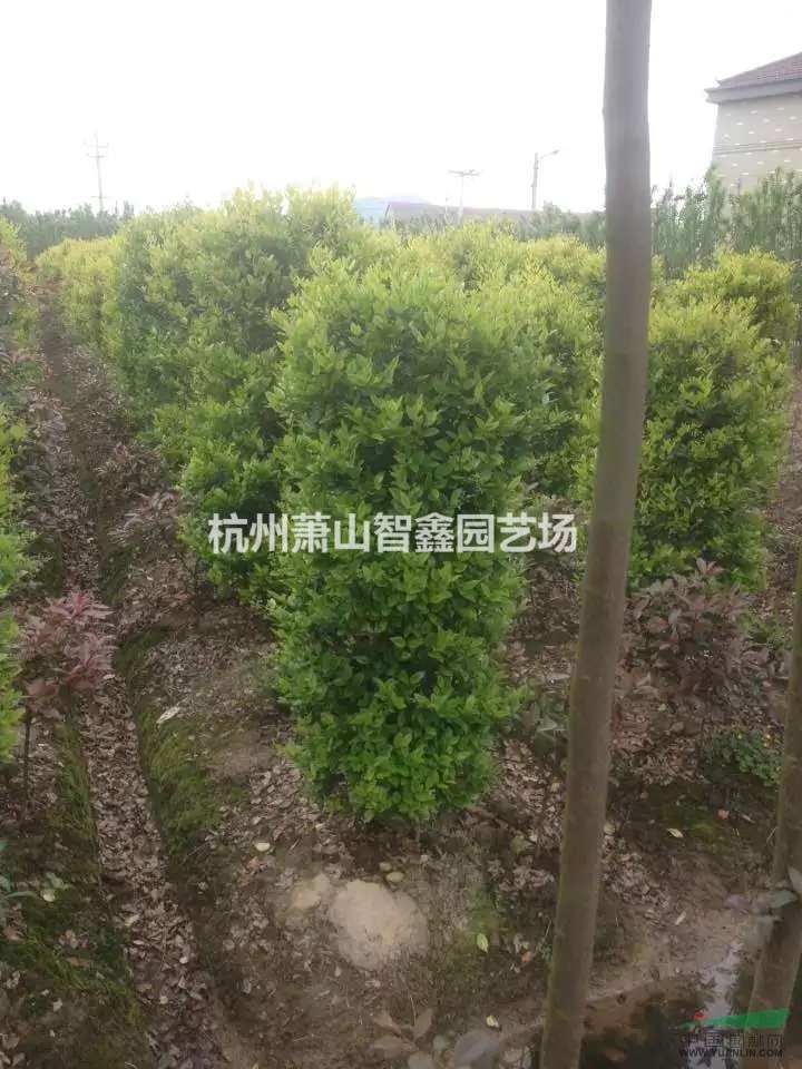 金森女貞1米實(shí)球    金森女貞球    金森女貞柱子