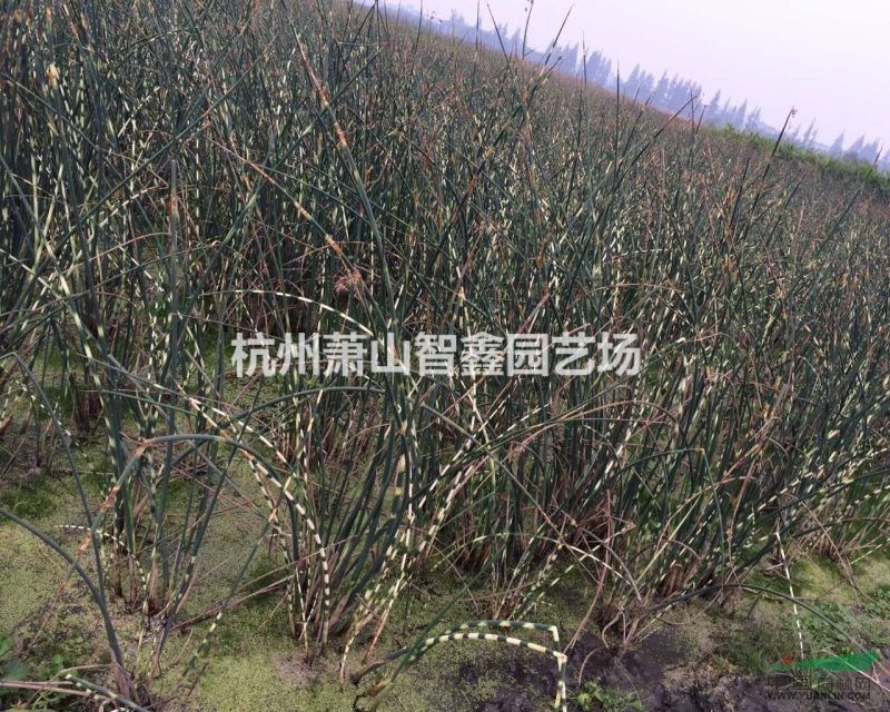 浙江水生植物供應(yīng)、蕭山草花供應(yīng)