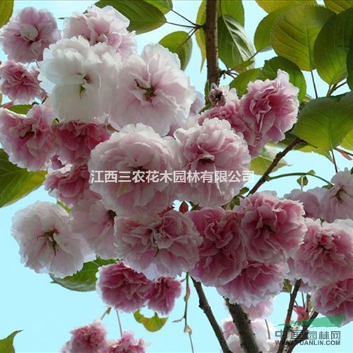 櫻花品種大全 普賢象櫻小苗供應(yīng) 美國紅楓小苗 百日紅