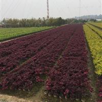 供應紅花繼木、杜鵑、金森等綠化苗木