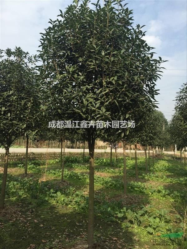 基地批發(fā)各種規(guī)格正宗柳葉丹桂