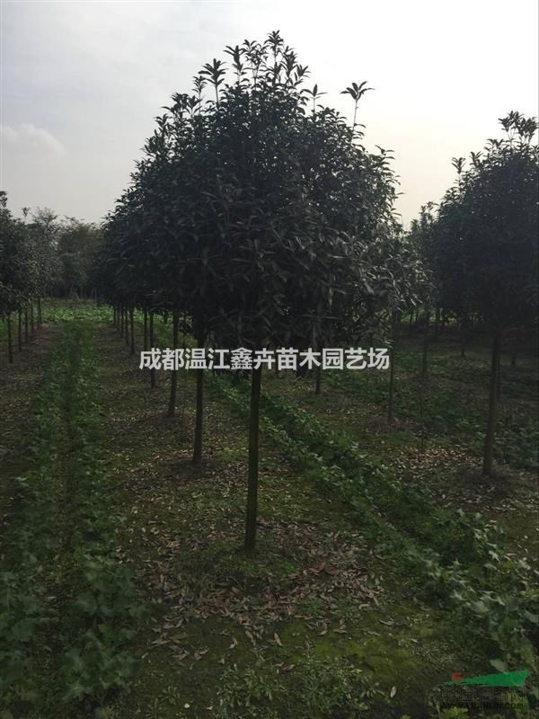 基地批發(fā)各種規(guī)格正宗柳葉丹桂