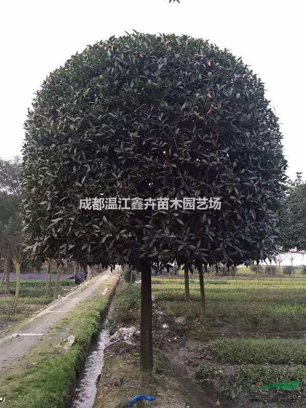 四川成都高桿八月桂，樹形優(yōu)美，冠幅圓碩