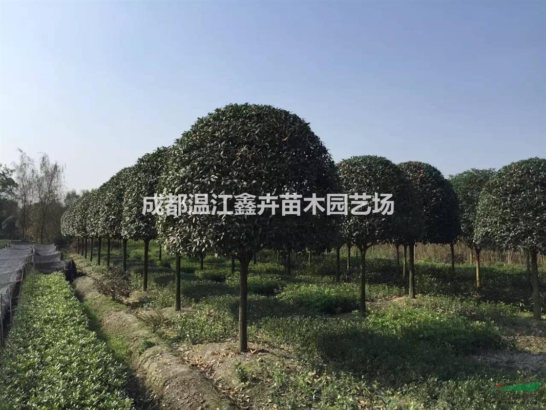 四川成都高桿八月桂，樹形優(yōu)美，冠幅圓碩