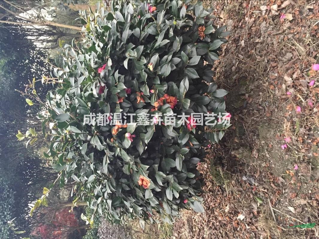 四川成都茶梅球