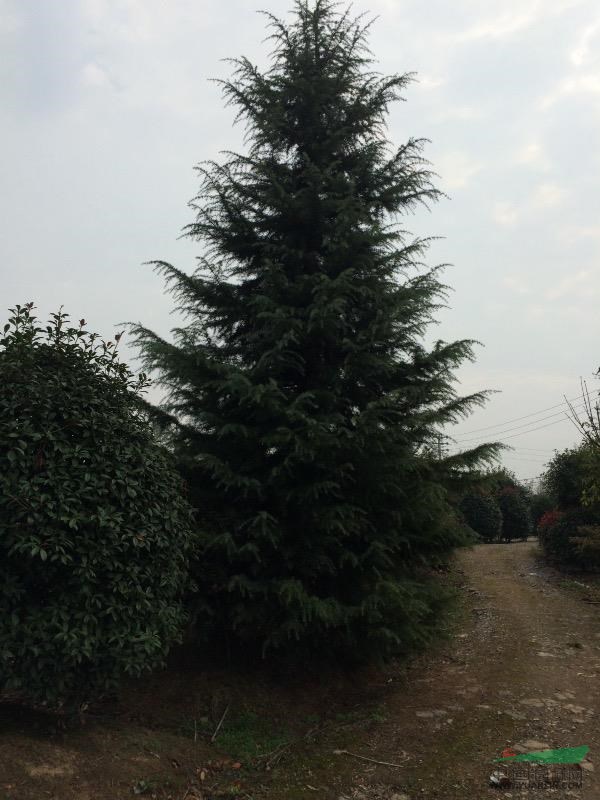 江蘇地區(qū)供應(yīng)紅葉石楠、雪松，移植樸樹等。