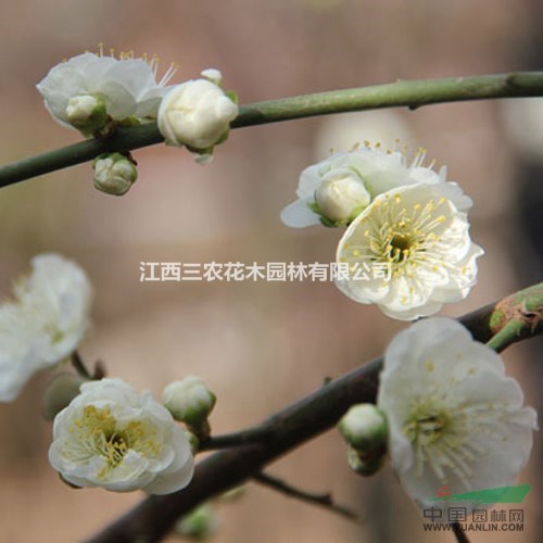 最有發(fā)展前景的梅花品種 變錄萼梅小苗供應(yīng) 梅花圖片 美國紅楓