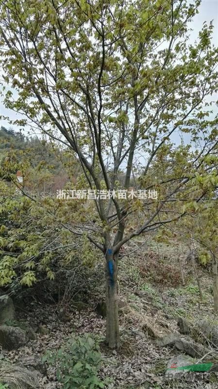 大量供應(yīng)嫁接紅楓、高桿嫁接紅楓、8-20cm嫁接紅楓，拆遷