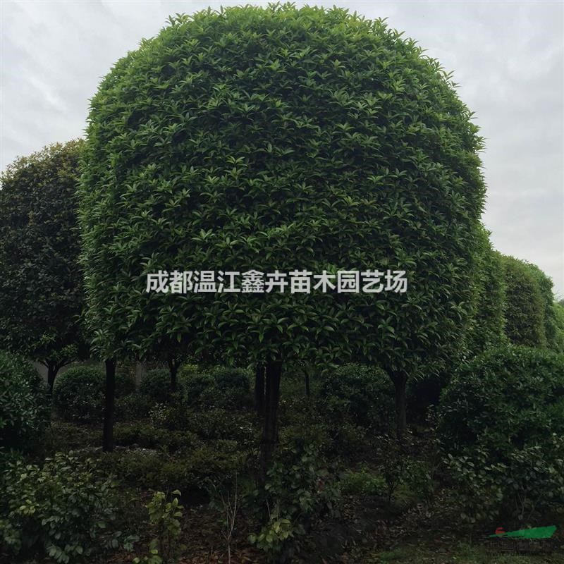 桂花 四川桂花 基地直銷四川成都高桿桂花