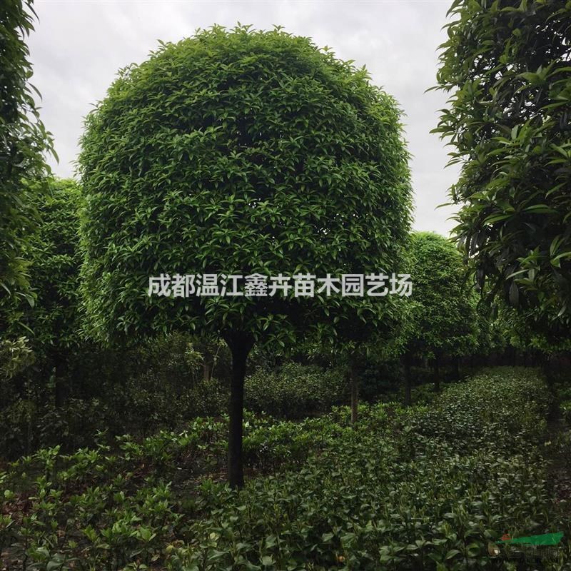 桂花 四川桂花 基地直銷四川成都高桿桂花