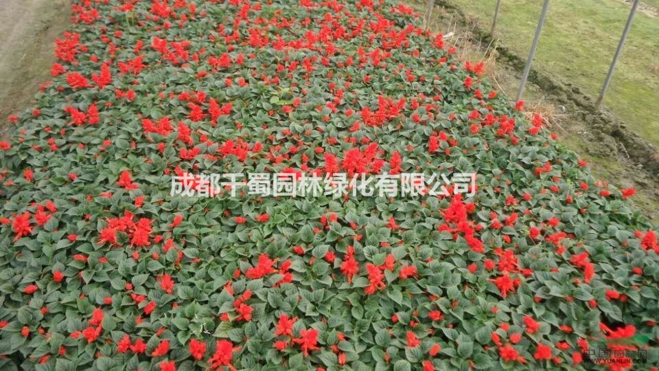 一串紅苗圃批發(fā) 草花最低價(jià)