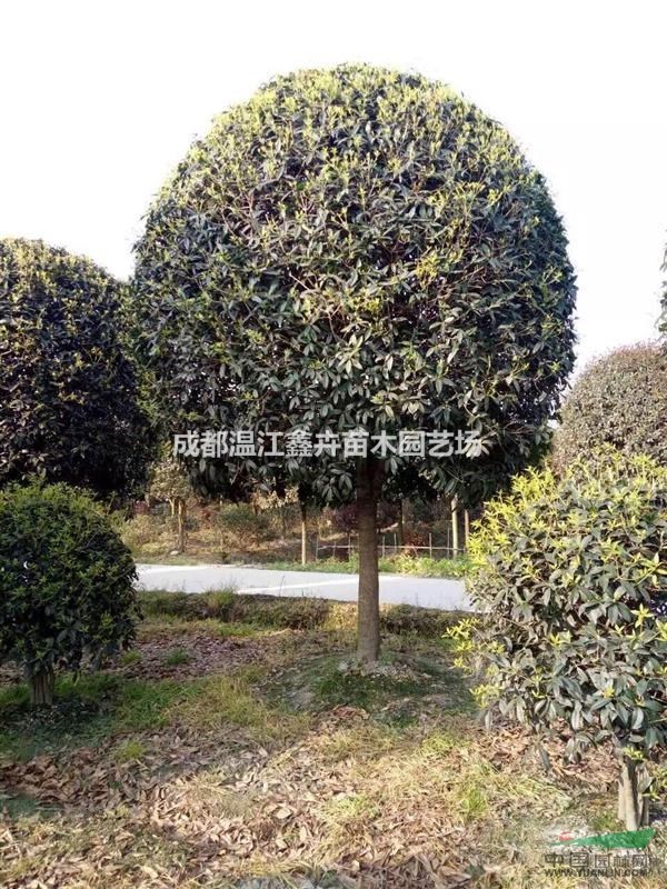 高桿桂花 高桿桂花價(jià)格 成都高桿桂花