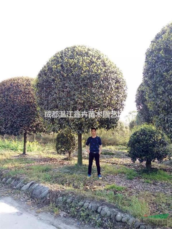 高桿桂花 高桿桂花價(jià)格 成都高桿桂花