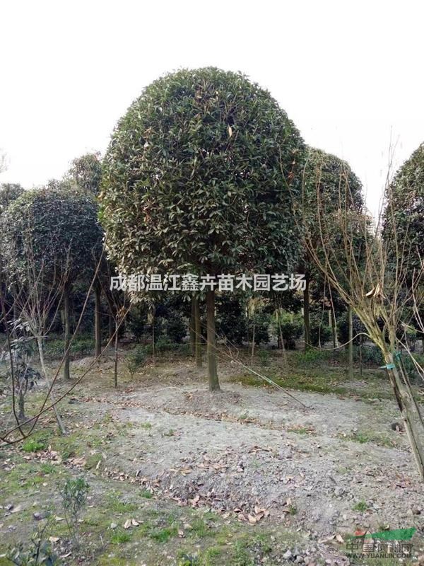 高桿桂花  四川高桿桂花 高桿桂花價格 溫江高桿桂花