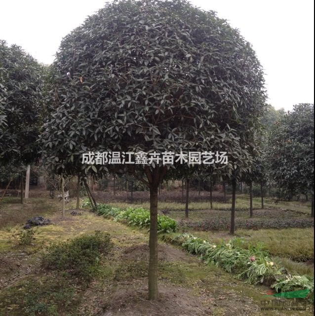 四川成都高桿桂花