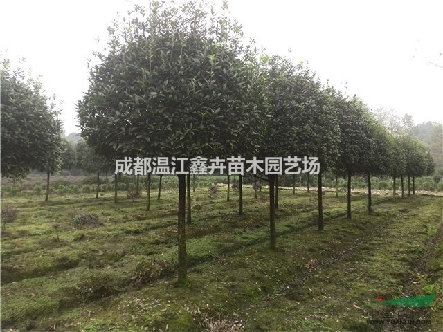 四川成都高桿桂花