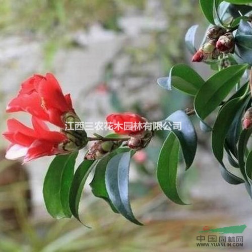 中國傳統(tǒng)名花 世界名花  世界園林園藝界之珍品 十八學(xué)士茶花