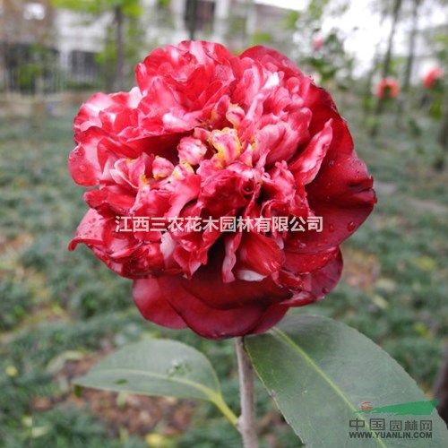 中國傳統(tǒng)名花 世界名花  世界園林園藝界之珍品 茶花苗