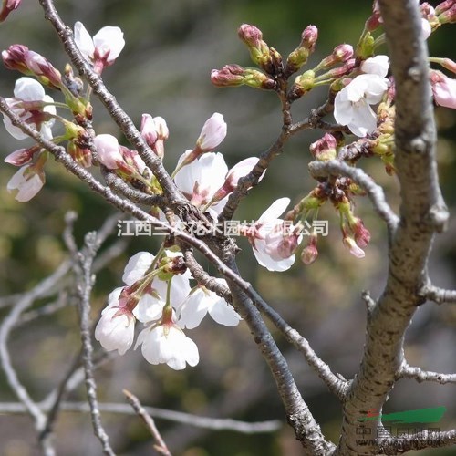 染井垂枝櫻-櫻花新品種栽培技術與管理養(yǎng)護 江西櫻花價格