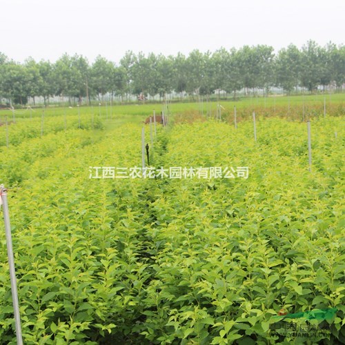臺(tái)灣牡丹櫻-櫻花新品種栽培技術(shù)與管理養(yǎng)護(hù) 臺(tái)灣牡丹櫻價(jià)格