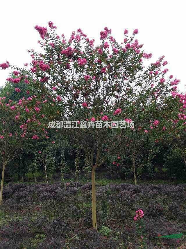 四川成都高桿精品大紅紫薇