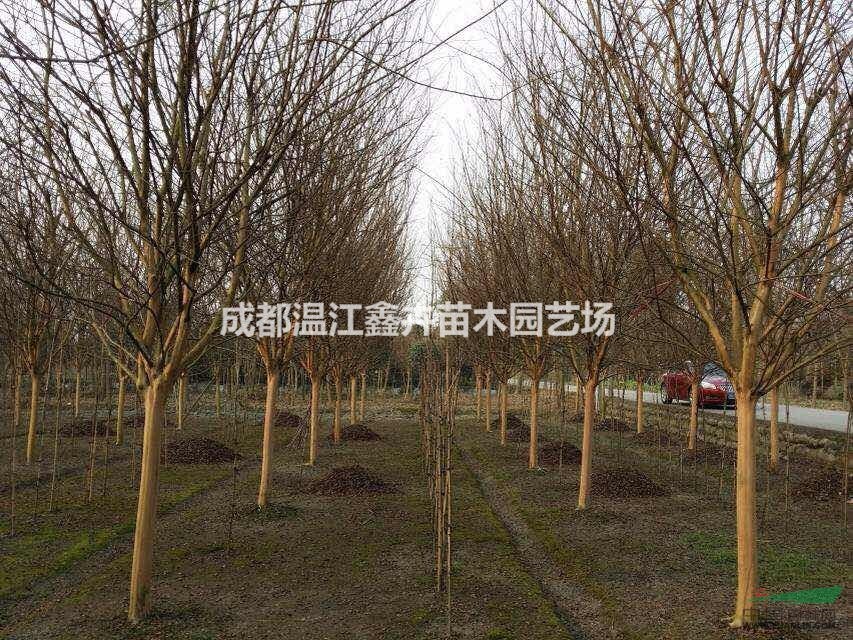 四川成都高桿精品大紅紫薇