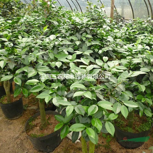 2016茶花新品種 綠可娜茶花小苗 精品茶花批發(fā) 綠顏色茶花