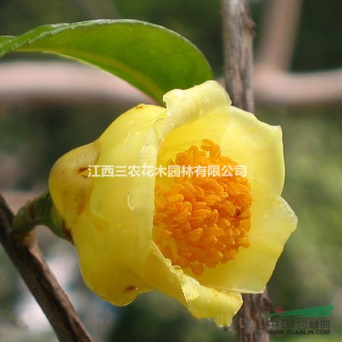 茶花哪里有？江西三農(nóng)茶花基地 江西茶花 四季金花茶小苗