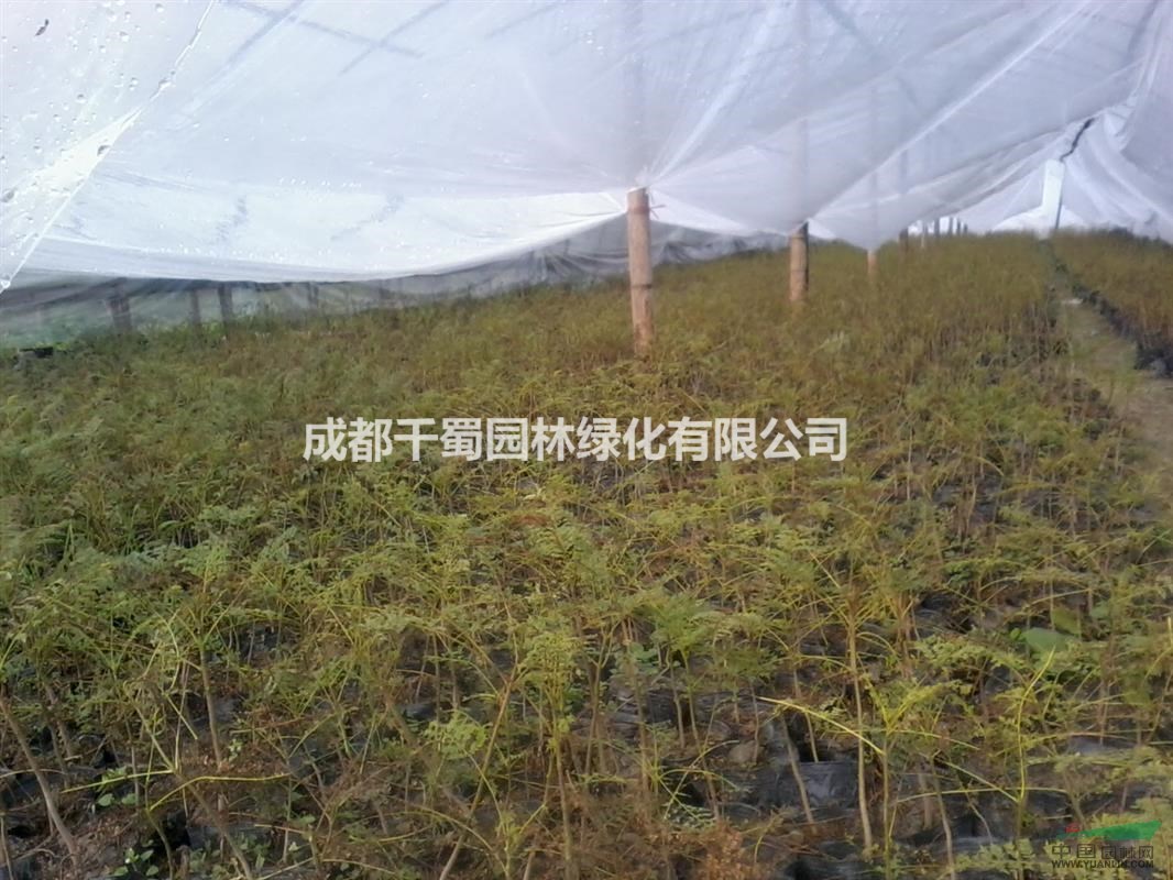 藍(lán)花楹苗圃基地 最低最新價(jià)格 低價(jià)行道樹 小苗批發(fā)