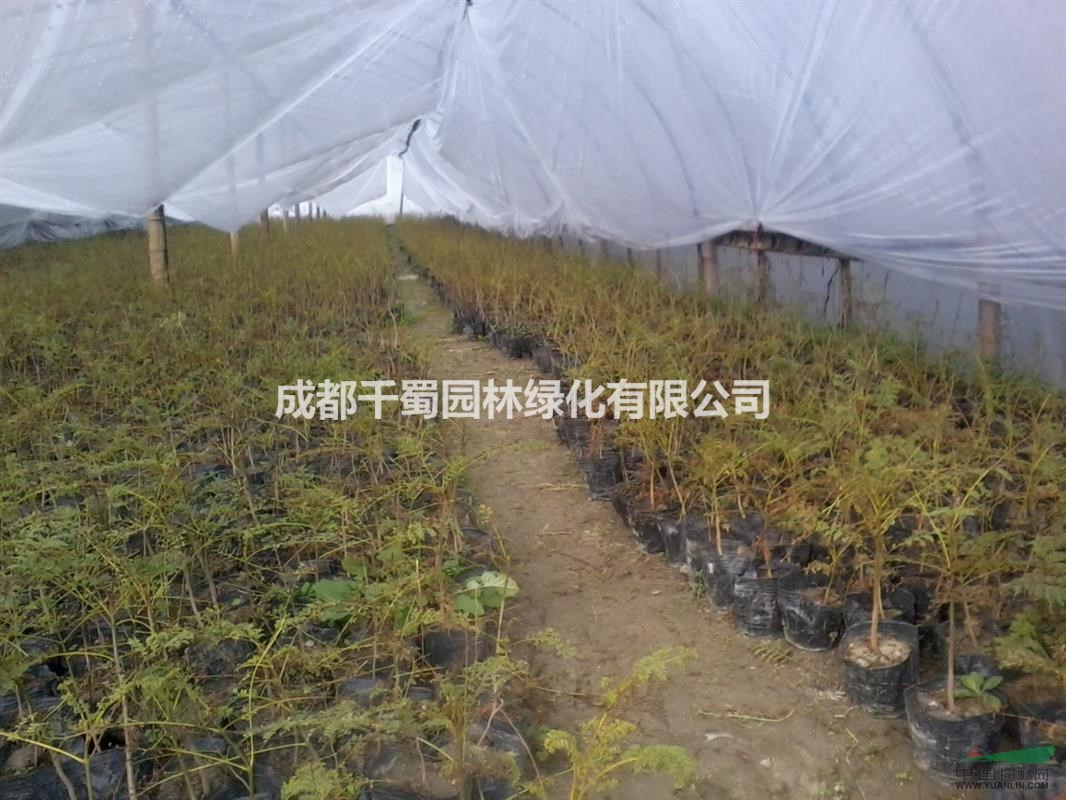 藍(lán)花楹苗圃基地 最低最新價(jià)格 低價(jià)行道樹 小苗批發(fā)