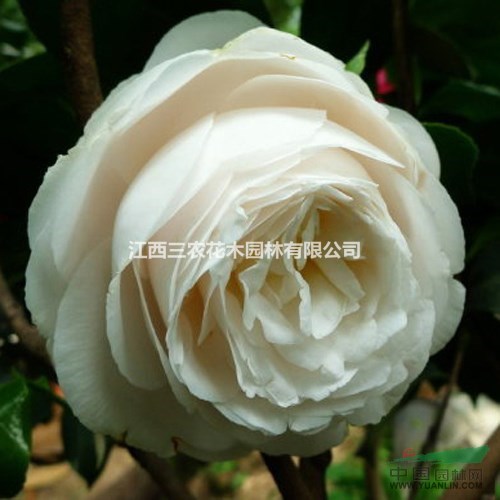 2016年茶花品種大全 杰作茶花苗 美國杰作茶花 茶花產(chǎn)品介