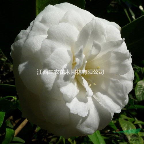 2016年茶花品種大全 杰作茶花苗 美國杰作茶花 茶花產(chǎn)品介