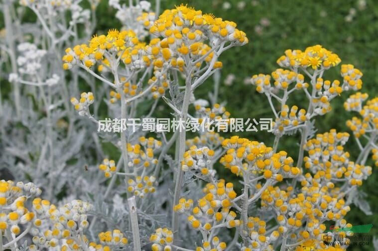 銀葉菊苗圃批發(fā)供應(yīng) 草花最低價處理基地