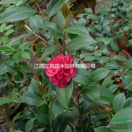 美國茶花哪家正宗？ 金碧輝煌茶花小苗 茶花價(jià)格 江西茶花