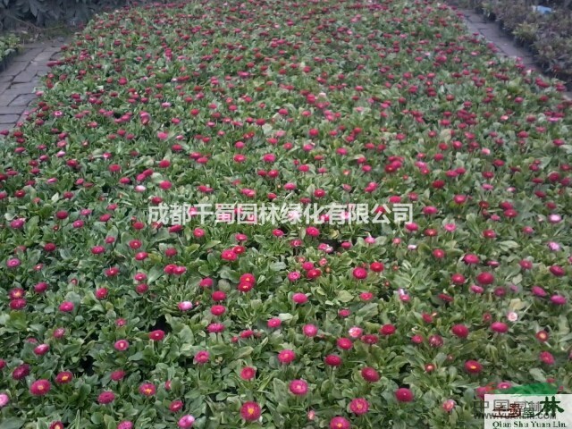 雏菊批发苗圃供应草花低价四川湖北