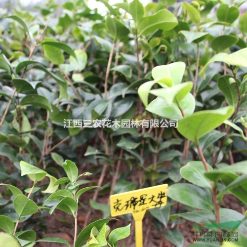 克瑞墨大牡丹茶花怎么養(yǎng)殖？克瑞墨大牡丹茶花價格 山茶花品種