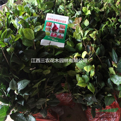 進(jìn)口茶花供應(yīng) 正宗帕克斯先生茶花 花露珍茶花 茶花新品種