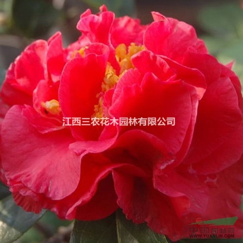 進(jìn)口茶花供應(yīng) 正宗帕克斯先生茶花 花露珍茶花 茶花新品種