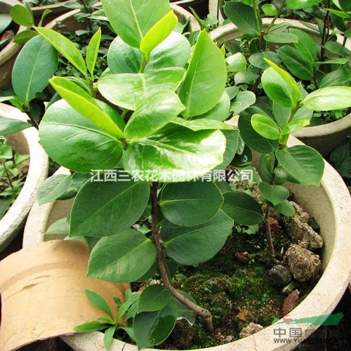 十八學(xué)士茶花多少錢？十八學(xué)士茶花價(jià)格 十八學(xué)士顏色 十八學(xué)士