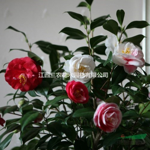 十八學(xué)士茶花多少錢？十八學(xué)士茶花價(jià)格 十八學(xué)士顏色 十八學(xué)士