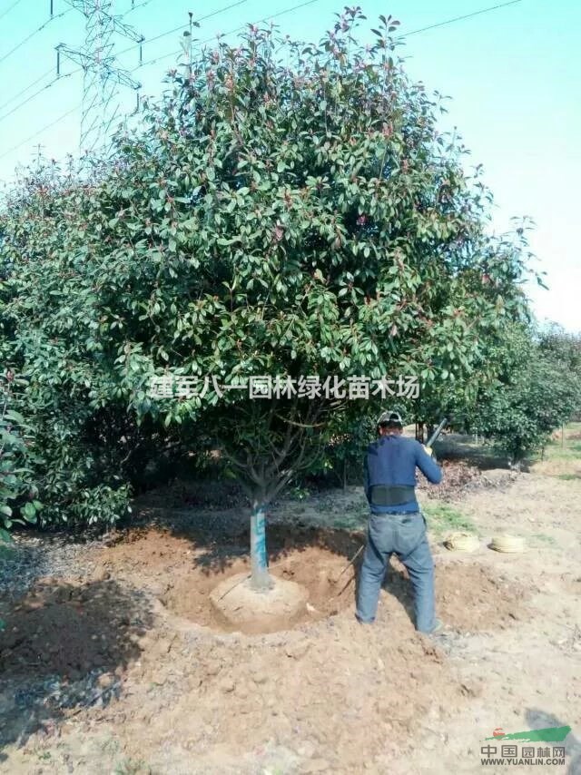 高杆石楠报价/高杆石楠供应