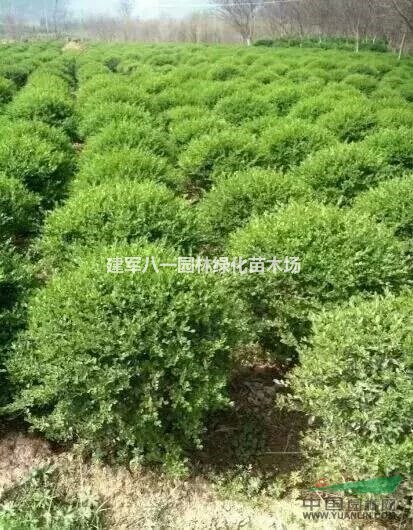 水蜡球供应/水蜡球价格报价/水蜡