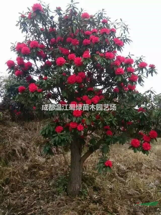 成都溫江蜀綠苗木園藝場供應高品質漂亮高山杜鵑