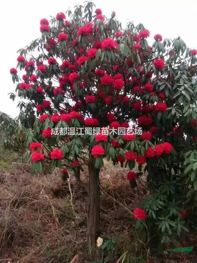 成都溫江蜀綠苗木園藝場供應高品質漂亮高山杜鵑