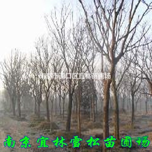 樸樹價(jià)格|南京樸樹價(jià)格|櫸樹價(jià)格|榔榆價(jià)格|黃連木價(jià)格